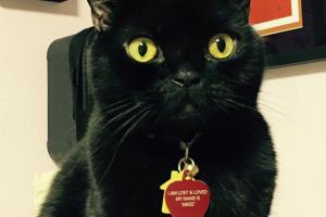 Black cats are the coolest