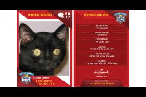 KITTEN BOWL 2017 I'm gonna make a ton of touchdowns.