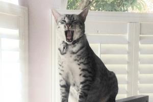 Meowl.  Cat Nap Time.