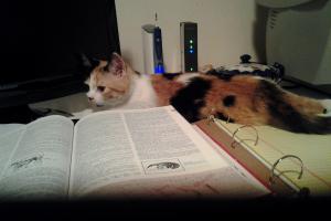 SOPHEE IN HER OFFICE WITH HER CAT-TIONARY My first day writing in my new home. i don't know about you, but I always need my dictionary.