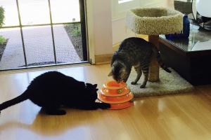 WHAT DOES IT DO? What's this?