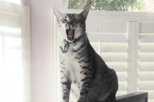 Yowl!!  I wanna' go to CatConLA 2016!!!