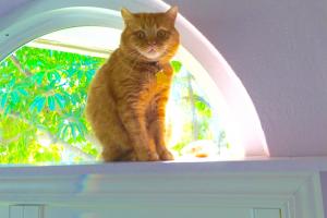 I watch everything and everyone from my cat walk.