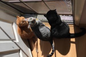 The Cat Authors want to catch a lizard that they have spotted right outside the door.