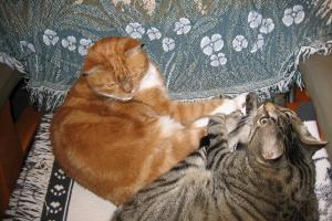 MY BIG BROTHER, TIGGER, WITH HIS BIG BROTHER, CHARLIE BROWN My big brothers, Tigger & Charlie Brown. They aren't here anymore.