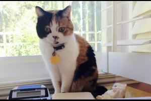 R U MICROCHIPPED? C my yellow tag? It means I'm microchipped.