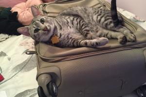 I'm helping Meowmuh pack for our vacation.
