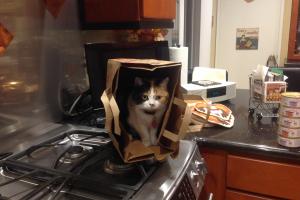 ME, HELPING...JUST BEFORE THE BAG-RIDE Meowmuh calls me her 'little helper.' Here I am helping her unpack the groceries.