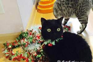 I wanna' decorate too.