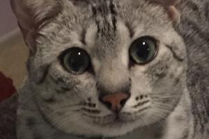 WHAT ARE POISONS? What are poisons?