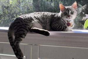 I'M AN EGYPTIAN MAU & PROUD OF IT! I'm the only Egyptian Mau in this household.