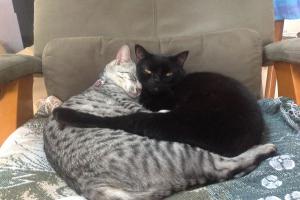 Meowmuh and I are exchanging 'kitty kisses' or slow blinks.