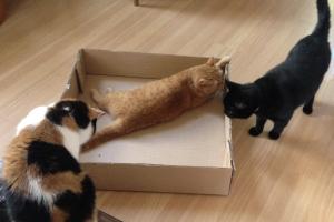 THIS IS MY BOX AND THE REST OF YOU CAN'T GET IN IT! Get out of here, Inkee-Bear! This box isn't big enough 4 all of us.