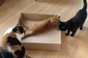 Get out of here, Inkee-Bear!  This box isn't big enough 4 all of us.