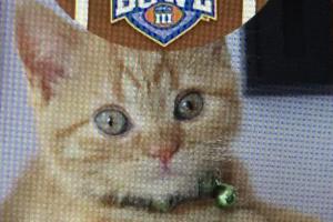 GRACEE WANTS TO PLAY IN KITTEN BOWL III Can I play in Kitten Bowl III?