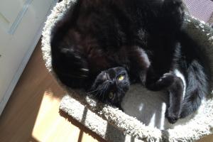 CONNING HOOMAN 2 PLAY & LAF WID' ME Inked-Bear 'cons' his hooman 2 play wid' him.