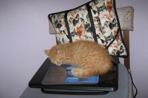 MOUSE-PAD'S ARE SOOOO SOFT The mousepad on top of the notebook cat-puter is sooo soft!