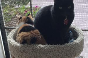 CAT AUTHORS ON DISPARATE WATCHES Inkee-Bear has a reason 2 watch inside