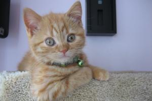 Ok, ok.  So, it took me a few days to find my tree.