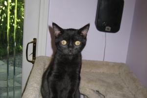 SECOND WEEK IN MY NEW FOREVER HOME I am feeling so much better! What's next?