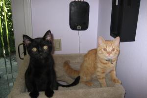 So, you think aluminum foil will keep cats out of your planters?  Well, think again.