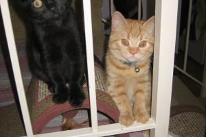 Meowmuh says we are true partners in crime.