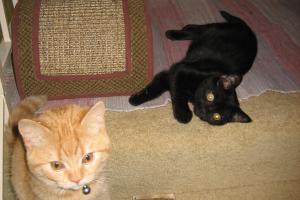 We were just playing; Inkee-Bear didn't mean to cut my eye.