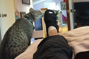 THE INVESTIGATION: MEOWMUH'S PAW Sniff, sniff. What happened to Meowmuh's paw?