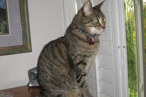 Tigger teaches me to use the scratch post.