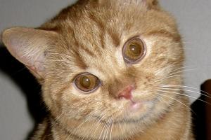 GRACEE -- A SCOTTISH FOLD STRAIGHT-EARED KITTEN Hi! It's me when I was a kitten. I'm a straight-eared Scottish Fold.