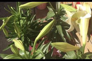 BEWARE: THE BEAUTIFUL LILY IS POISON 4 CATS!! Easter Lilies are fragrant, fragile & poisonous!