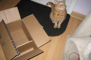 If I ever get lost, I hope my tags and chip will get me back home.