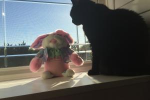 No wabbit I know is pink, wears shades 'n raps.