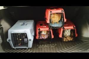 BUT WE DON'T WANT TO GO TO THE VET We have our 'going to the vet' faces on.