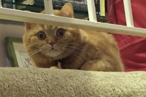 I'M A STRAIGHT-EAR SCOTTISH FOLD Yup, I'm a Scottish Fold 2!