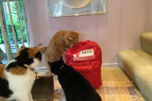 PURR-PAIR-ING 4 A DIS-ASS-TUR! We're getting purr-pair-ed for a dis-ass-tur!