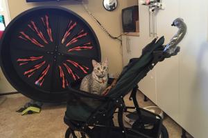Spirit is ready to 'roll in the new PetGear Jogger Stroller.