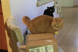 WHERE'S R NU QUICKSNAP CAT SCRATCHER? Lookin' 4 the nu QuickSnap cat scratcher.