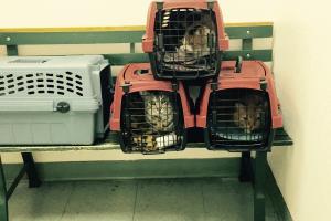 THE CAT AUTHORS AWAIT THE VET OK, we're here. Let's get this over with!