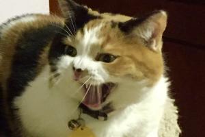 FIX OUR STROLLER NOW! AHORA! I want this stroller fixed now!!!