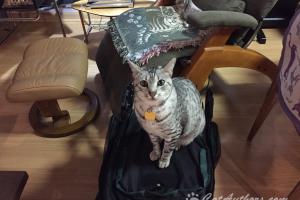 I'm sittin' on this collapsed stroller until it gets fixed!