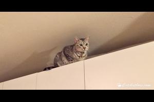 I"M 'ADVENTURING' I scaled Mount White Cabinets and reached the summit!