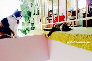 LOVIN' THIS PERCH This beam is my fav perch too.