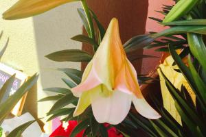 All parts of an Easter Lily are poisonous!