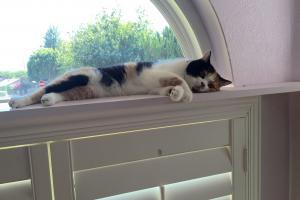 See my patches?  That makes me a calico.