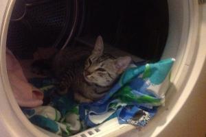 Meowmuh answered the phone and I found a new nap spot.