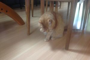 I groom after I eat, before AND after naps, after I am petted or held, when I am upset...