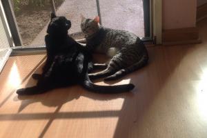 TRIPLE DUTY:  SUNNING, WATCHING & NAPPING