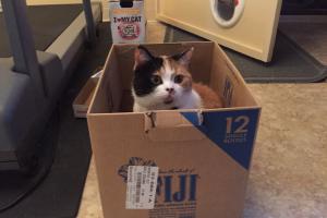 THE CRAZIES Inkee-Bear has just turned from cat to wild-a-beast.