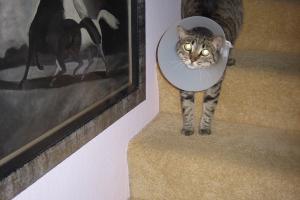A NECK CONE DILEMMA:  STAIRS